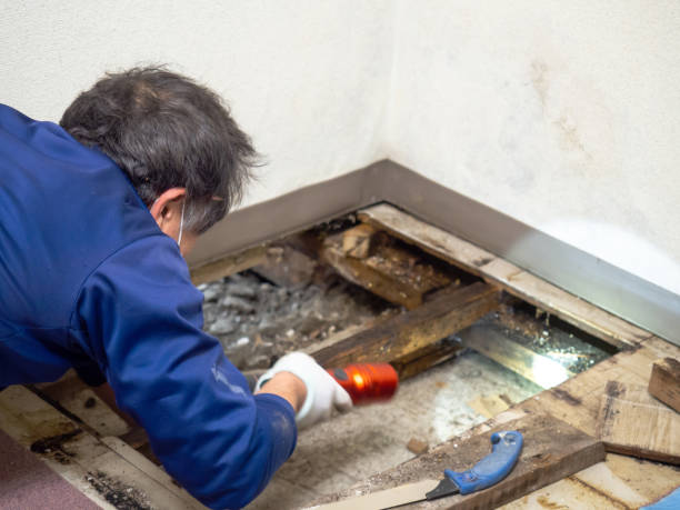 Best Emergency Mold Remediation in Pawcatuck, CT