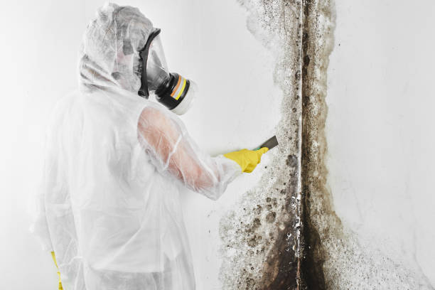 Best White Mold Remediation in Pawcatuck, CT