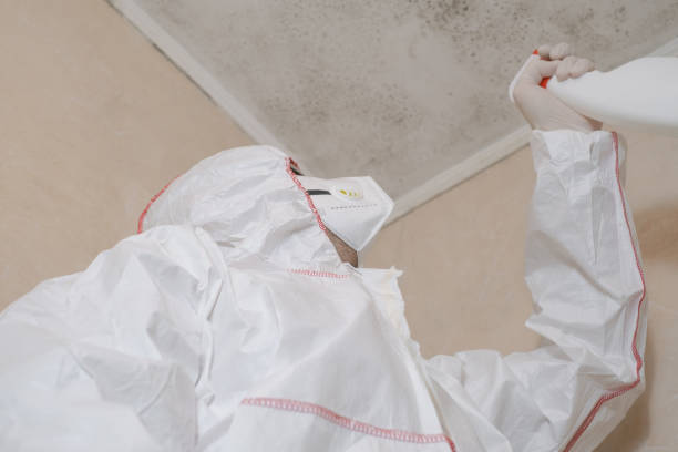 Best DIY Mold Remediation Support Services in Pawcatuck, CT