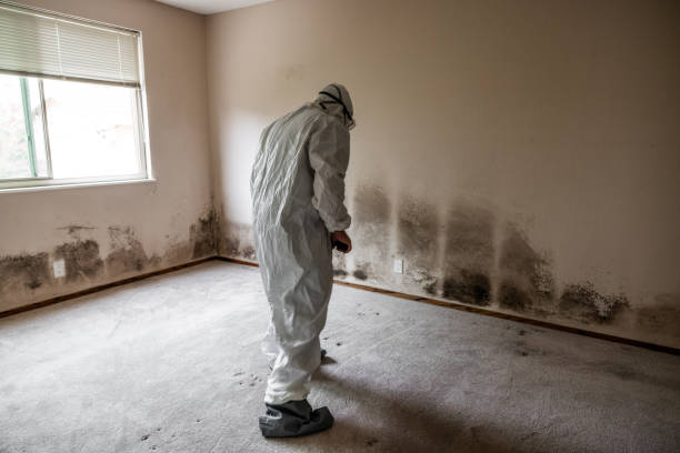 Best Commercial Mold Remediation in Pawcatuck, CT